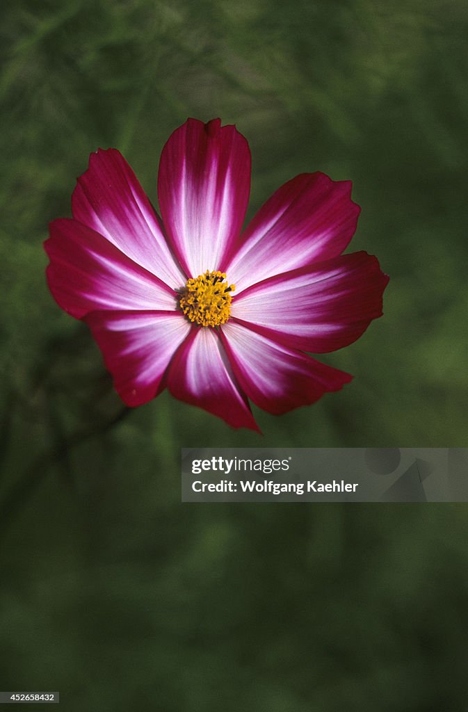 USA, Washington, Bellevue, Cosmos Flower, Close-up, Picotee...