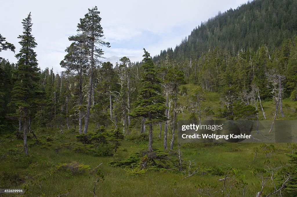 Bog (muskeg) landscape with sphagnum mosses, sedges, and...