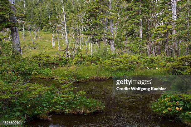 Bog landscape with sphagnum mosses, sedges, and stunted black spruce and tamarack trees, at Idaho Inlet on Chichagof Island, Tongass National Forest,...