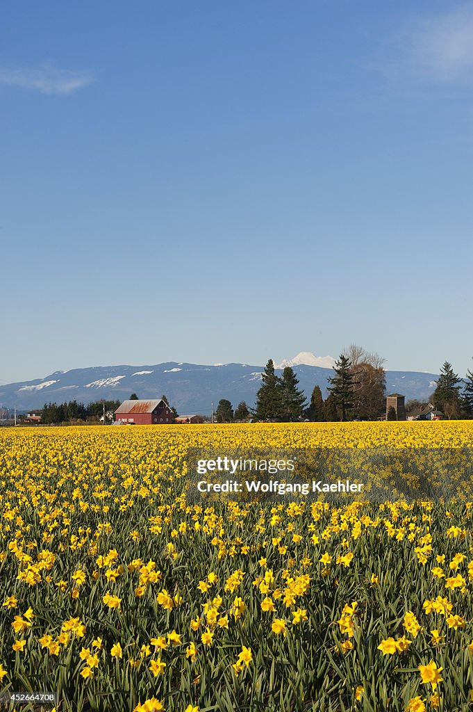 USA, Washington State, Skagit Valley, Daffodil Field With Mt...