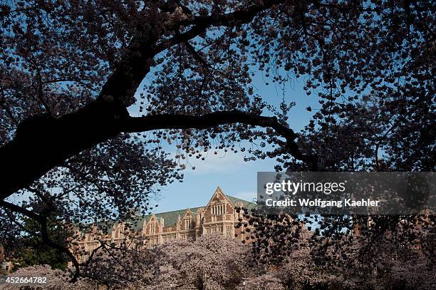 Washington State, Seattle, University Of Washington Campus, The Quad With Flowering Cherry Trees In Spring.