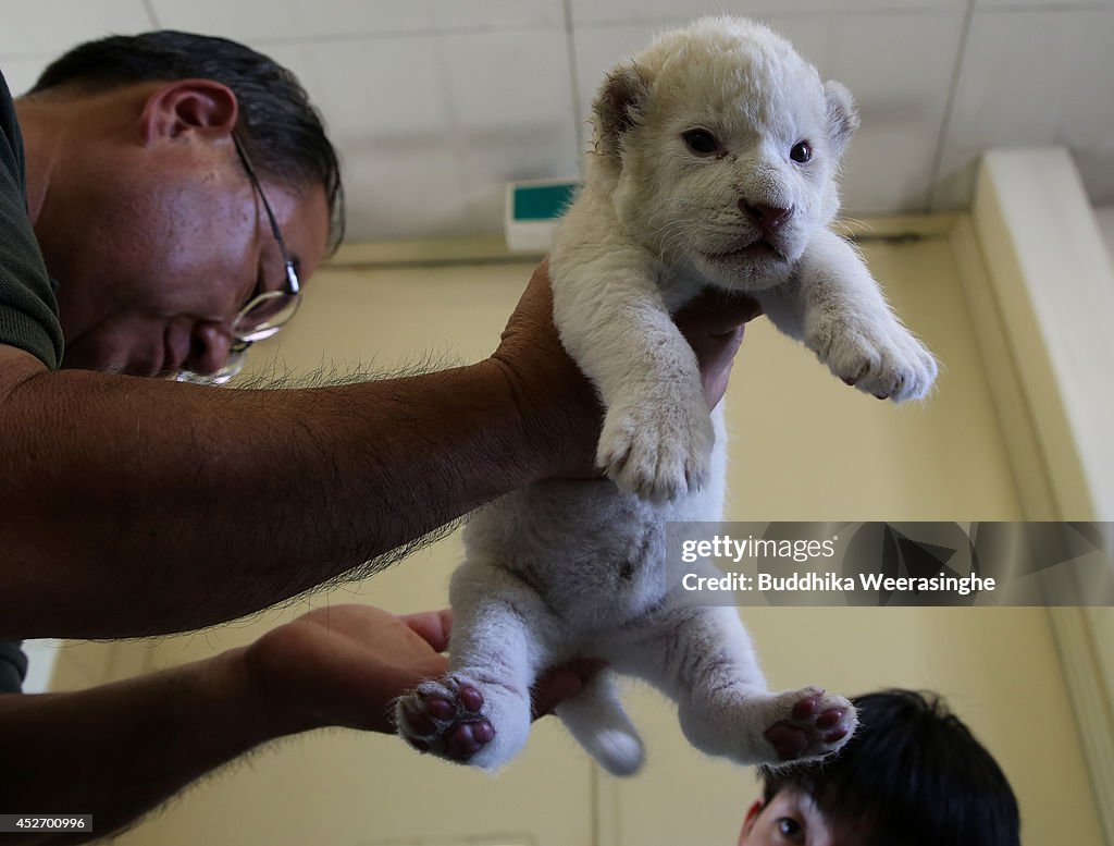 Two Lion Cubs Born At Himeji Central Park