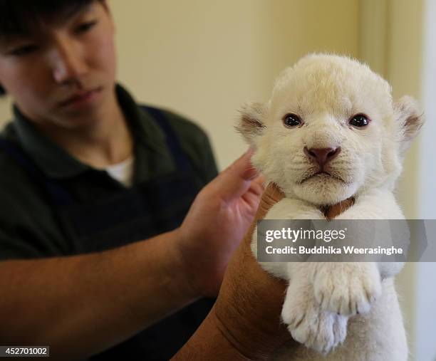 Nine-day-old one of two white lion cubs held by zoo keeper at Himeji Central Park on July 26, 2014 in Himeji, Japan. A South African Lion gave birth...