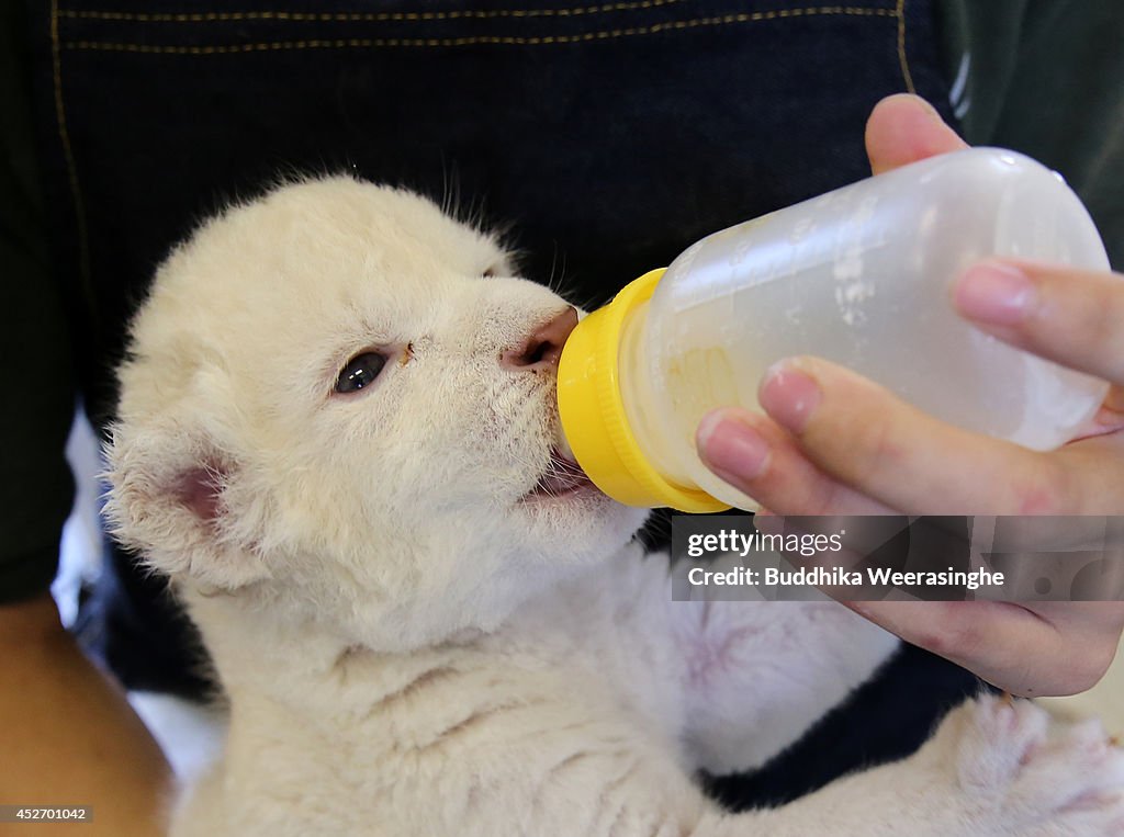 Two Lion Cubs Born At Himeji Central Park