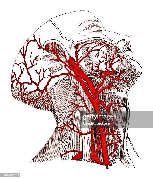 ilustraciones, imágenes clip art, dibujos animados e iconos de stock de arterias de la cabeza - arteria temporal