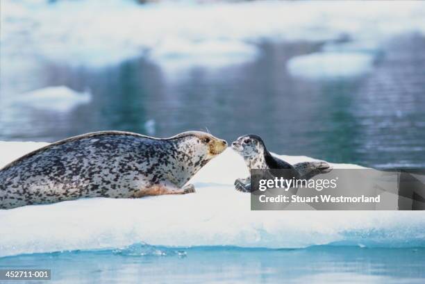 harbour seals (phoca vitulina) on ice sheet, alaska, usa - knubbsäl bildbanksfoton och bilder
