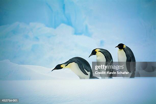 three emperor penguins (aptenodytes forsteri) in line, antarctica - antarctica emperor penguin foto e immagini stock