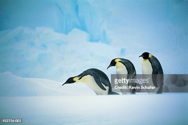 three emperor penguins (aptenodytes forsteri) in line, antarctica - three animals stock pictures, royalty-free photos & images