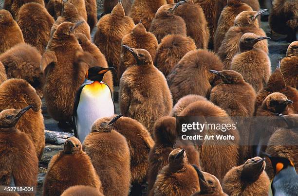 adult king penguin (aptenodytes patagonicus) surrounded by chicks - gegensatz stock-fotos und bilder