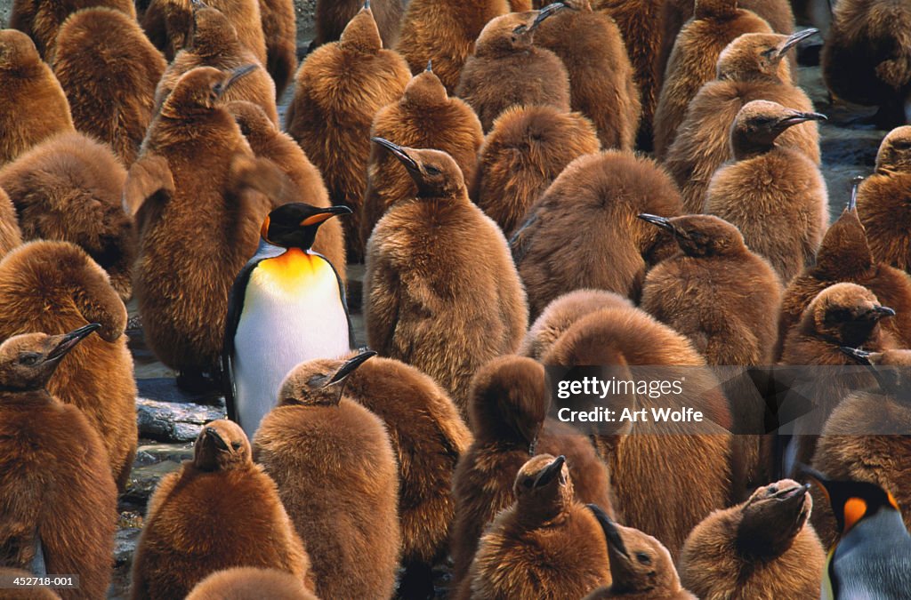 Adult king penguin (Aptenodytes patagonicus) surrounded by chicks