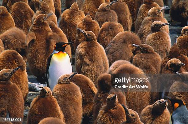 adult king penguin (aptenodytes patagonicus) surrounded by chicks - penguin stock pictures, royalty-free photos & images