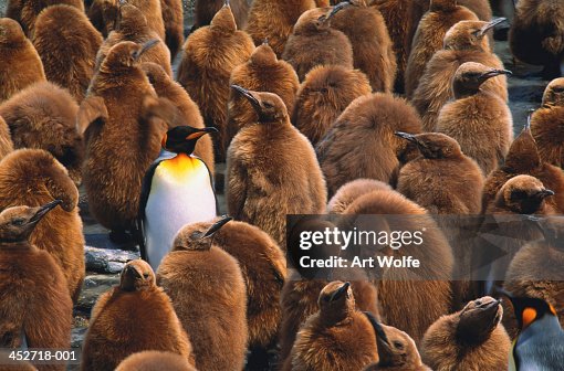 Adult king penguin (Aptenodytes patagonicus) surrounded by chicks Adult king penguin (Aptenodytes patagonicus) surrounded by chicks