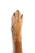dog cat human hand