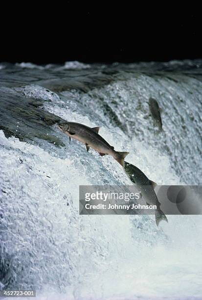 red salmon leaping up stream, alaska,usa - small group of animals stock pictures, royalty-free photos & images