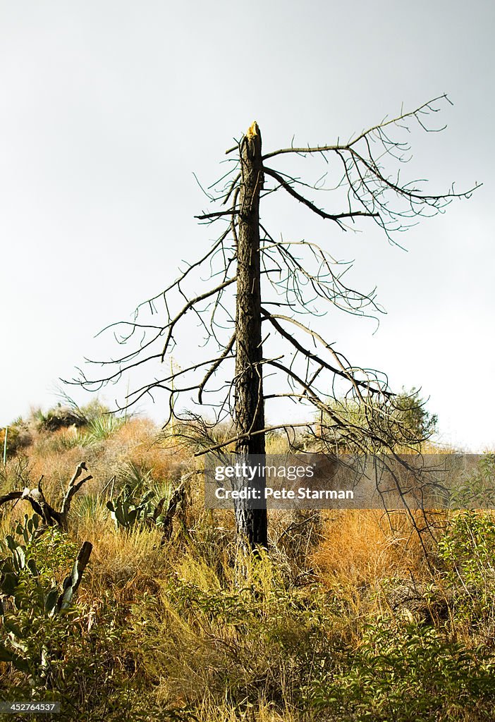 Dead pine tree after forest fire