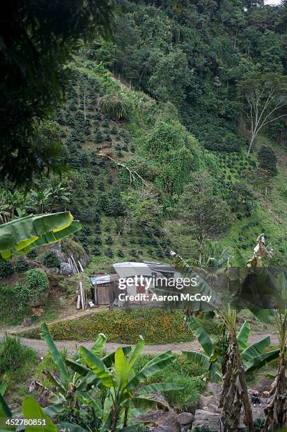 coffee home - colombian coffee mountain stock pictures, royalty-free photos & images