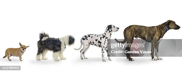 little to large - animal scale imagens e fotografias de stock