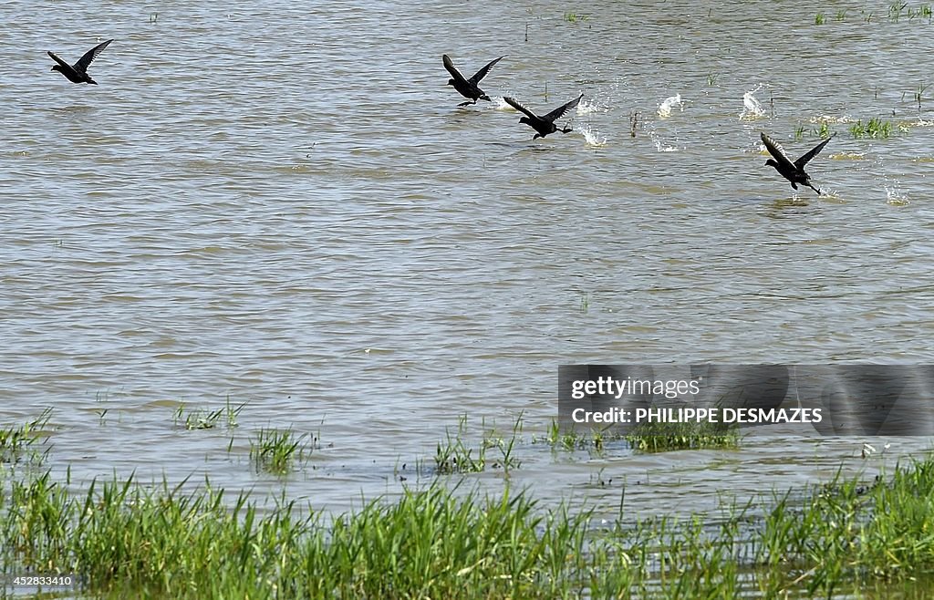 FRANCE-ENVIRONMENT-POND-ANIMAL