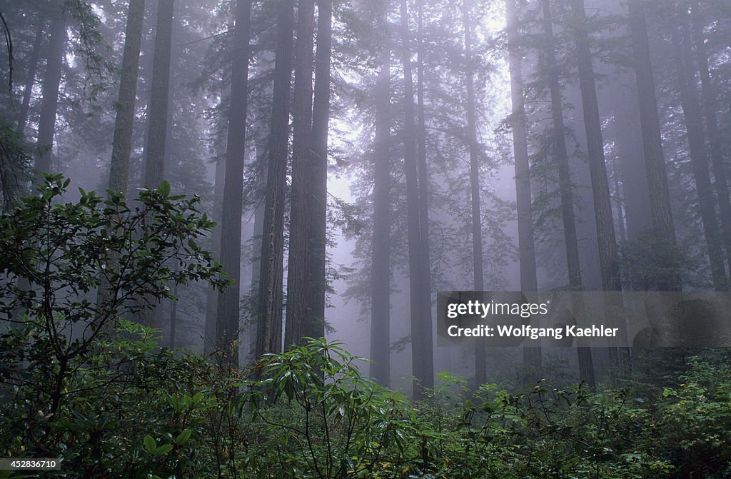 USA, Northern California, Redwood National Park, Lady Bird...