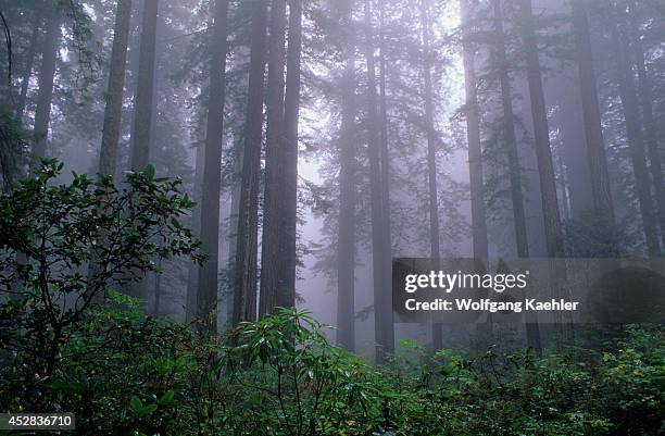 Northern California, Redwood National Park, Lady Bird Johnson Grove, Redwood Trees.
