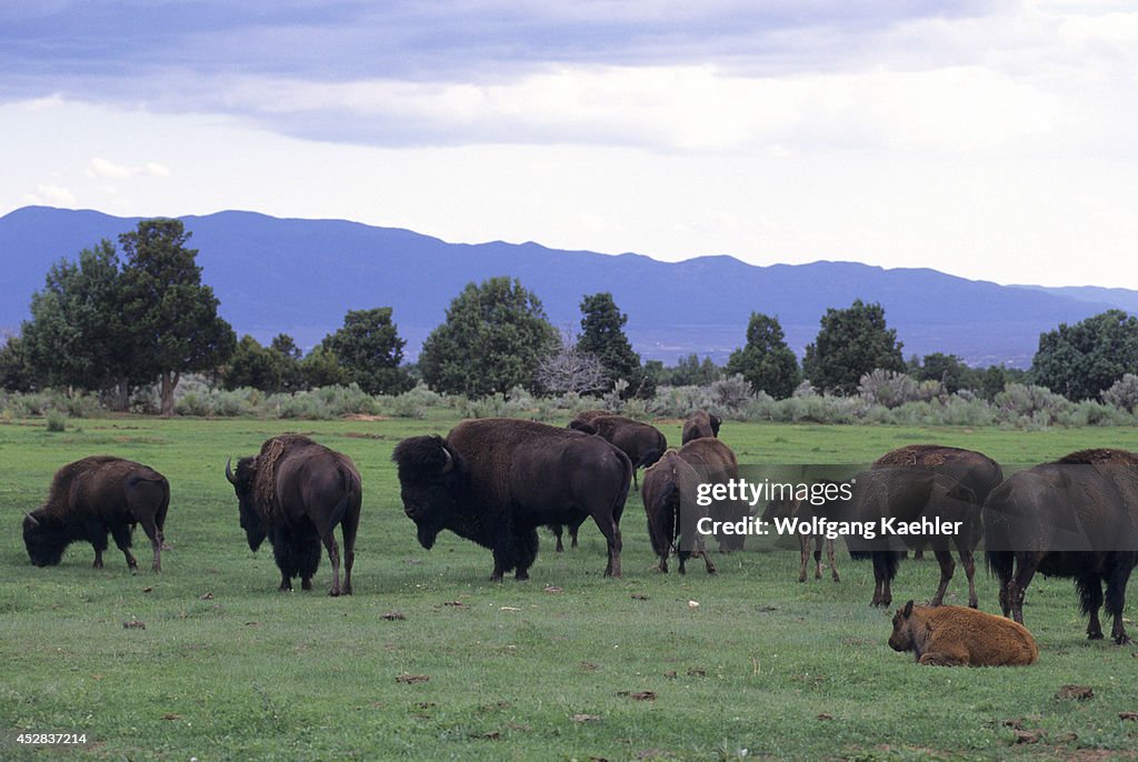 USA, New Mexico, Near Taos Jimmy Morningtalk's Ranch, Bison...