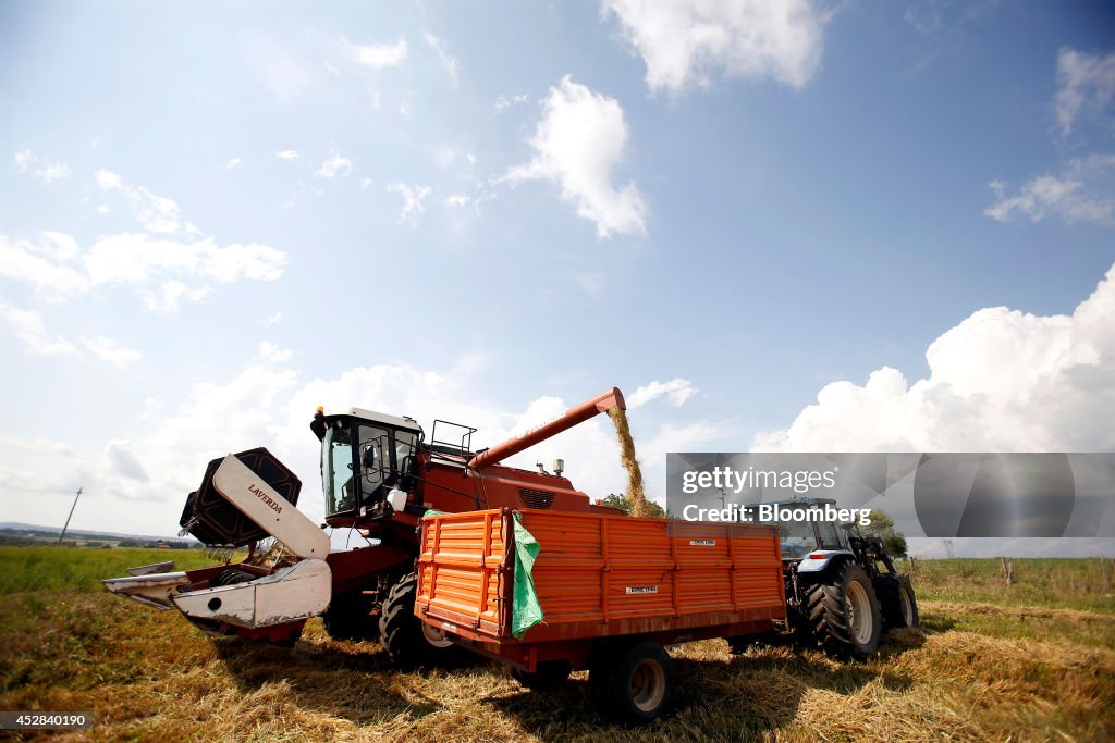 Italian Wheat Harvest