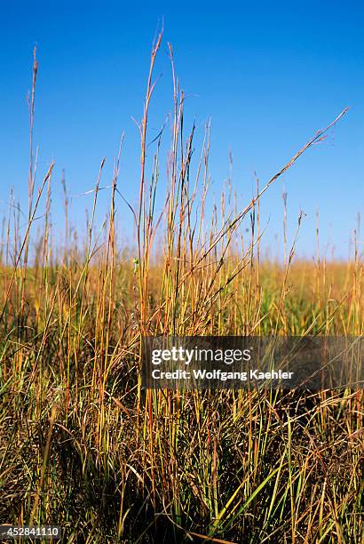 Kansas, Near Strong City, Tallgrass Prairie, Big Bluestem Grass.