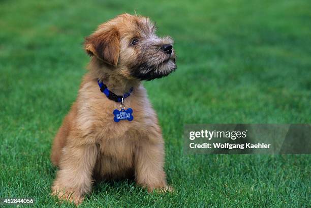 Week Old Soft Coated Wheaten Terrier.