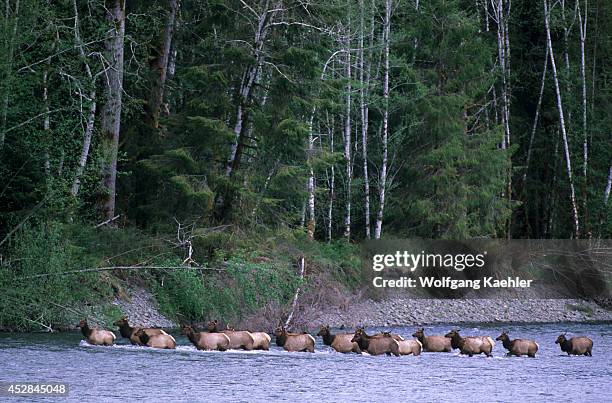 Washington, Olympic National Park, Hoh River, Roosevelt Elk Herd Crossing River.