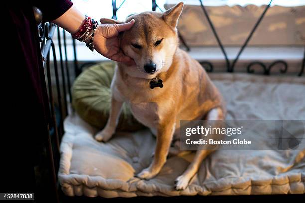 Writer Lauren Slater's dog Memphis on Wednesday, December 11, 2013.