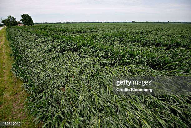 Corn plants blown over by high winds lay in a field near Tiskilwa, Illinois, U.S., on Tuesday, July 1, 2014. A powerful wind storm, known as a...