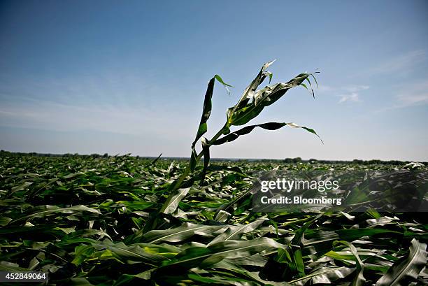 Lone corn plant stands among others blown over by high winds in a field near Tiskilwa, Illinois, U.S., on Tuesday, July 1, 2014. A powerful wind...