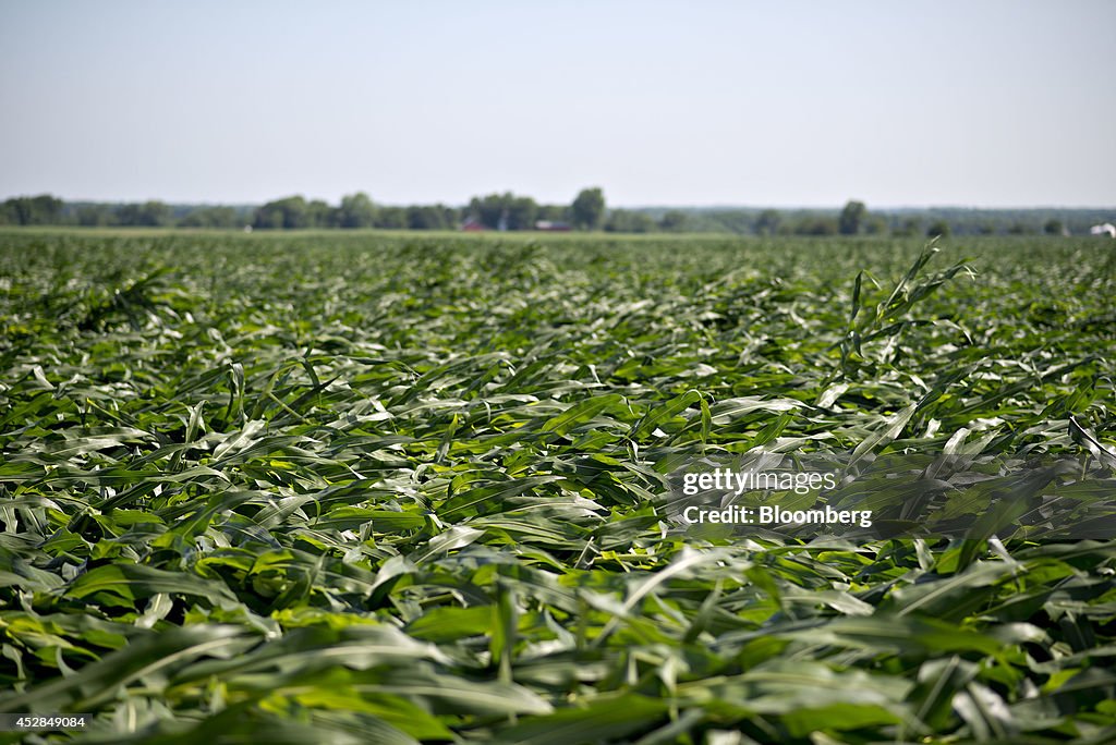 Corn and Soybean Prices Fall On Ample Supply Predictions Despite Midwest Storms