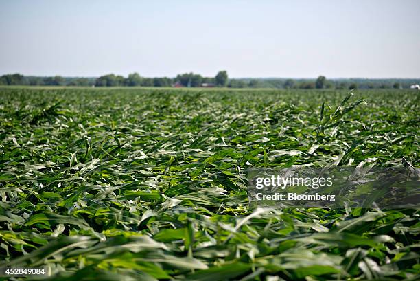 Corn plants blown over by high winds lay in a field near Tiskilwa, Illinois, U.S., on Tuesday, July 1, 2014. A powerful wind storm, known as a...