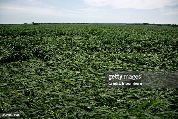 Corn plants blown over by high winds lay in a field near Tiskilwa, Illinois, U.S., on Tuesday, July 1, 2014. A powerful wind storm, known as a...