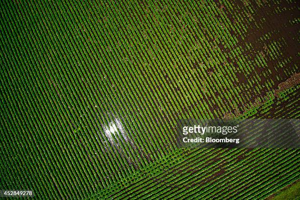 Soybean plants stand in a flooded field near Wyanet, Illinois, U.S., on Tuesday, July 1, 2014. A powerful wind storm, known as a derecho, swept from...