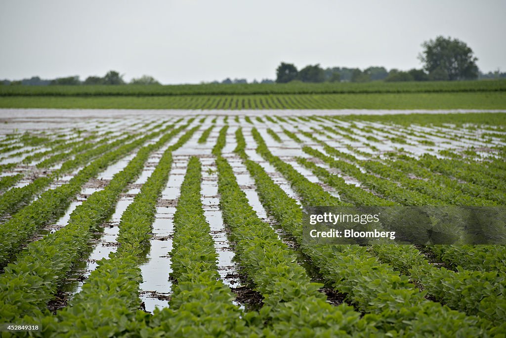 Corn and Soybean Prices Fall On Ample Supply Predictions Despite Midwest Storms