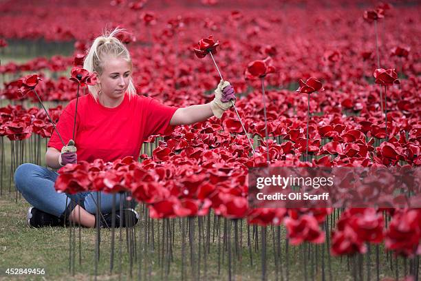 Volunteer assembles a section of an installation entitled 'Blood Swept Lands and Seas of Red' by artist Paul Cummins, made up of 888,246 ceramic...
