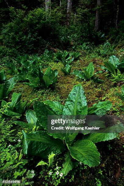 Alaska, Near Petersburg, Tongass Natl Forest, Thomas Bay, Bunchberries, Skunk Cabbage.