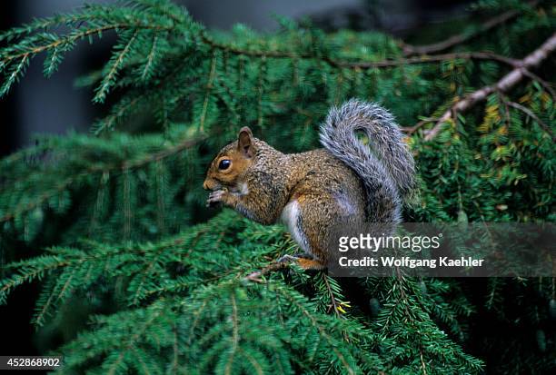 Washington Bellevue, Grey Squirrel Feeding On Hemlock Cones.