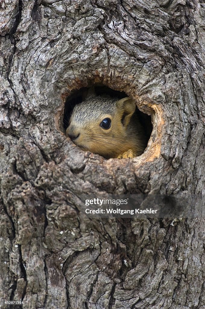 USA, Texas, Hill Country Near Hunt, Eastern Fox Squirrel...