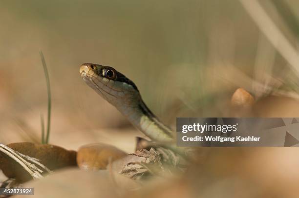 Texas, Hill Country Near Hunt, Western Ribbon Snake, Garter Snake, Close-up.