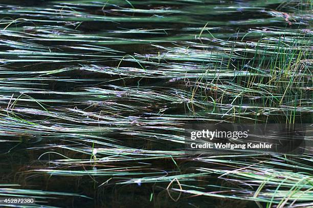 Idaho, Near Sandpoint, Mirror Lake, Reeds In Water.