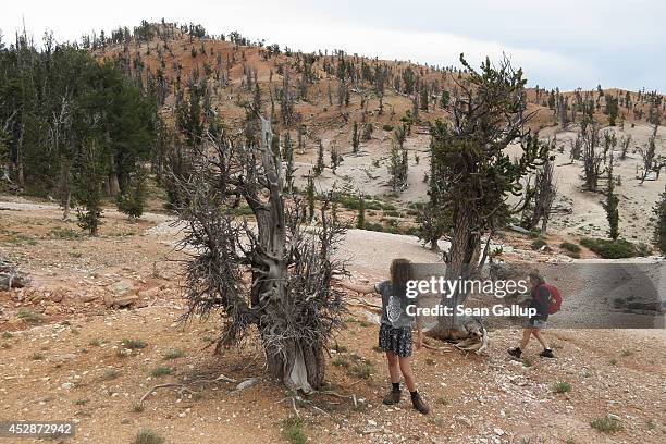 Visitors look at Bristlecone Pine that are up to 3,000 years old at Twisted Forest on July 16, 2014 near Brian Head, Utah. Southern Utah is a popular...