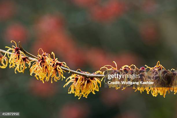 Washington, Bellevue Witch Hazel, Hamamelis I Jelena Flowering January/february.