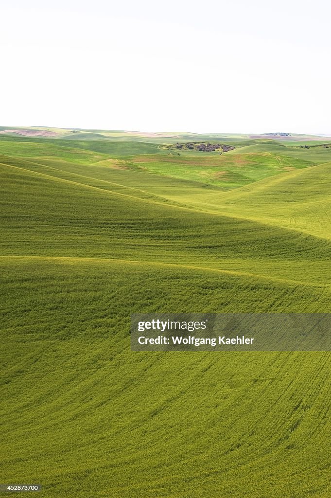 USA, Washington State, Palouse Country, View Of Rolling...