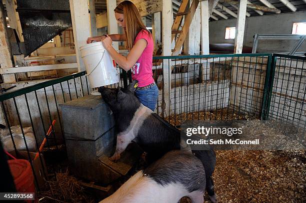 Brittany Duckworth feeds her pigs at the Lowell Ranch in Castle Rock, Colorado on July 24, 2014. Duckworth will be showing her pigs at the Douglas...