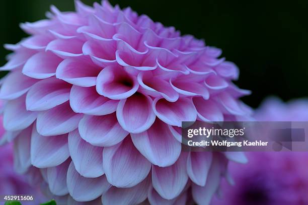 Washington State, Seattle, Capitol Hill, Volunteer Park, Dahlia Garden, Close-up Of Pom Pon Dahlia.