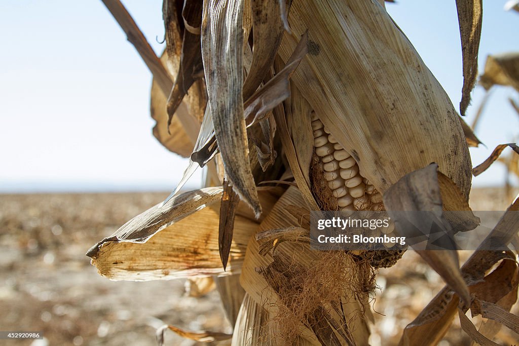 White Corn Harvest As Strong Rand Makes Imports Cheaper