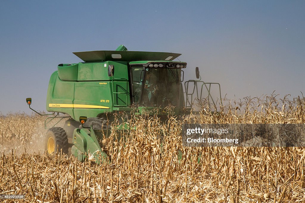 White Corn Harvest As Strong Rand Makes Imports Cheaper